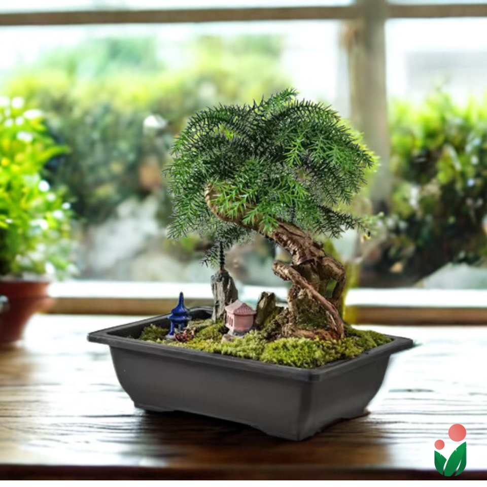 Rectangular Bonsai Pot with Catch Plate (Plastic)