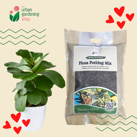 8-Liter Ficus Mix  - Soilless Potting Mix for Ficus (Rubber Plants)