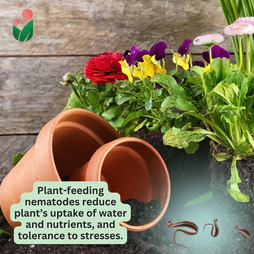 Bye Bye Nematodes - A Safe and Natural Method to Address Soil Pest Problems and Improve Soil Condition