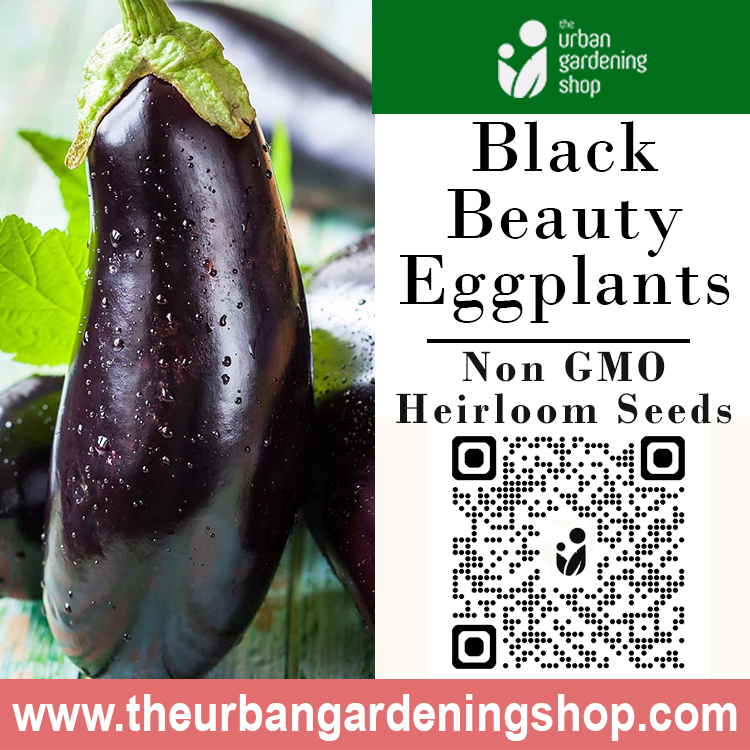 Premium Non-GMO Seeds - Black Beaty Eggplant