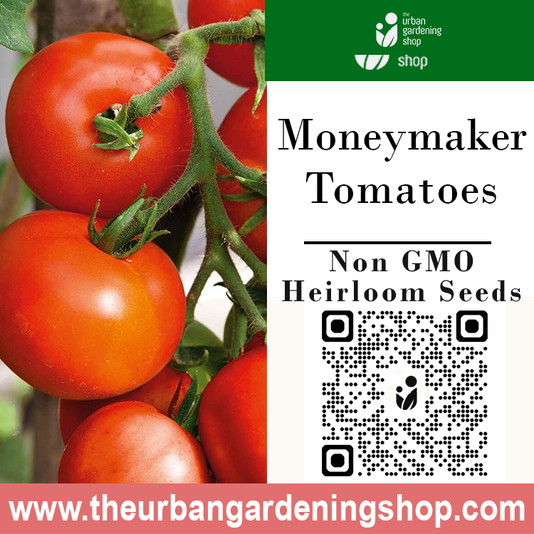 Premium Non-GMO Seeds - Moneymaker Tomatoes