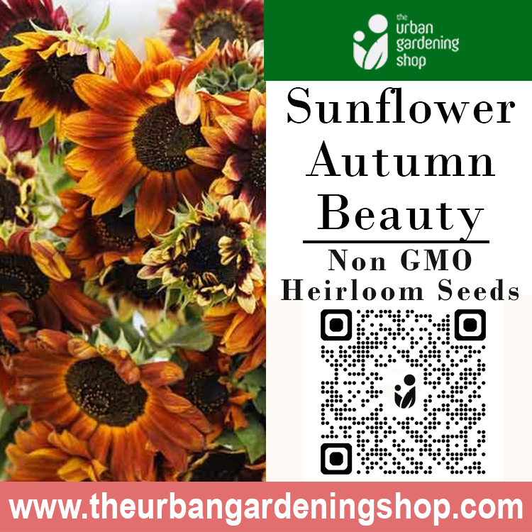 Premium Non-GMO Seeds - Sunflower - Autumn Beauty