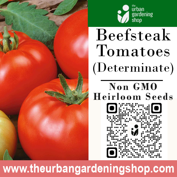 Premium Non-GMO Seeds - Beefsteak Tomatoes (Determinate)