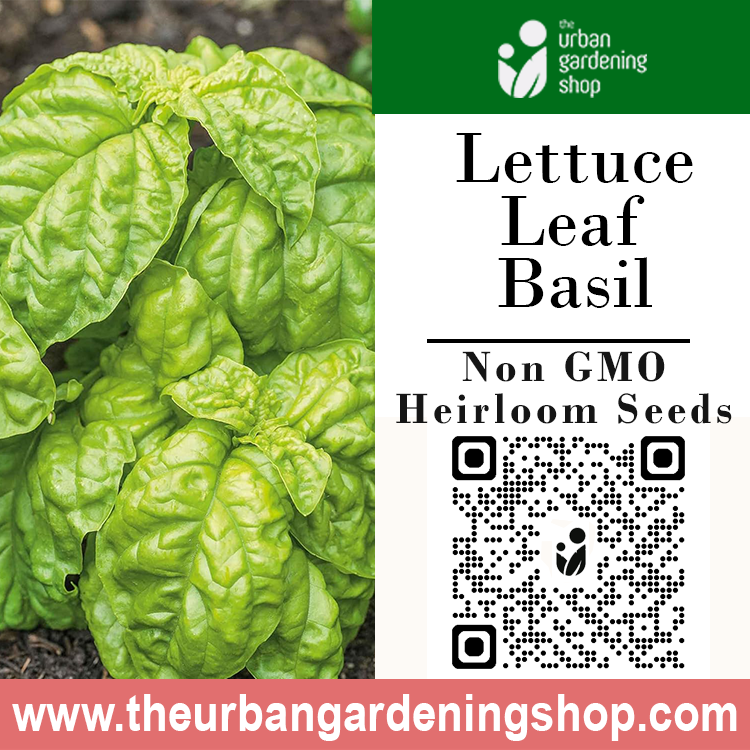 Premium Non-GMO Seeds - Lettuce Leaf Basil