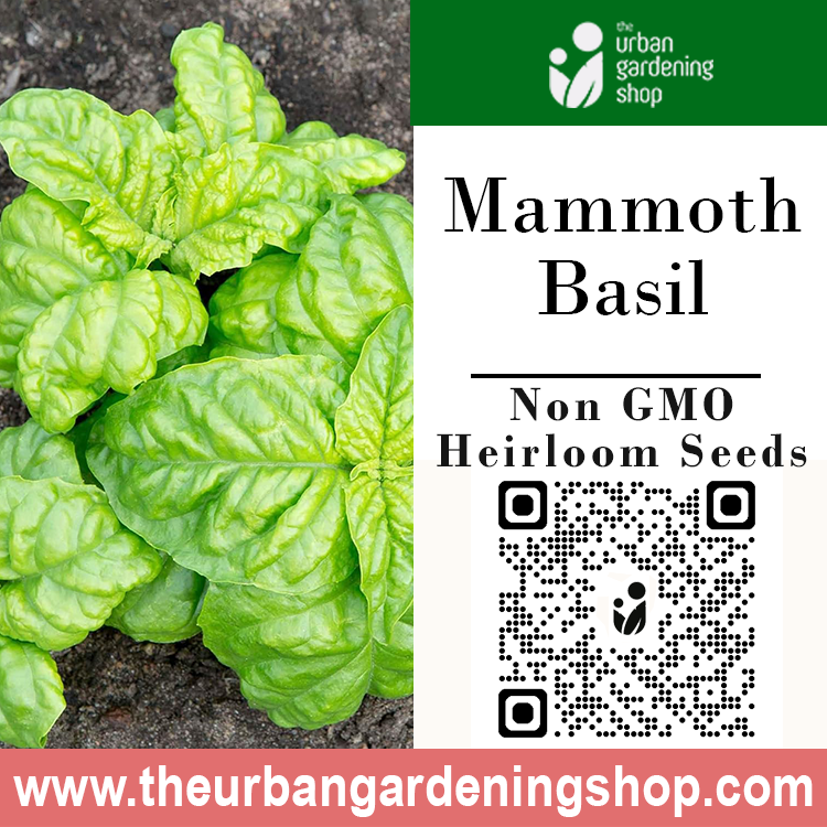 Premium Non-GMO Seeds - Mammoth Basil