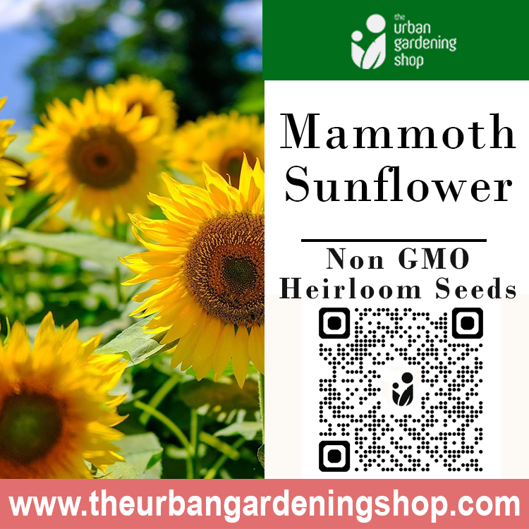 Premium Non-GMO Seeds - Mammoth Grey Sunflower