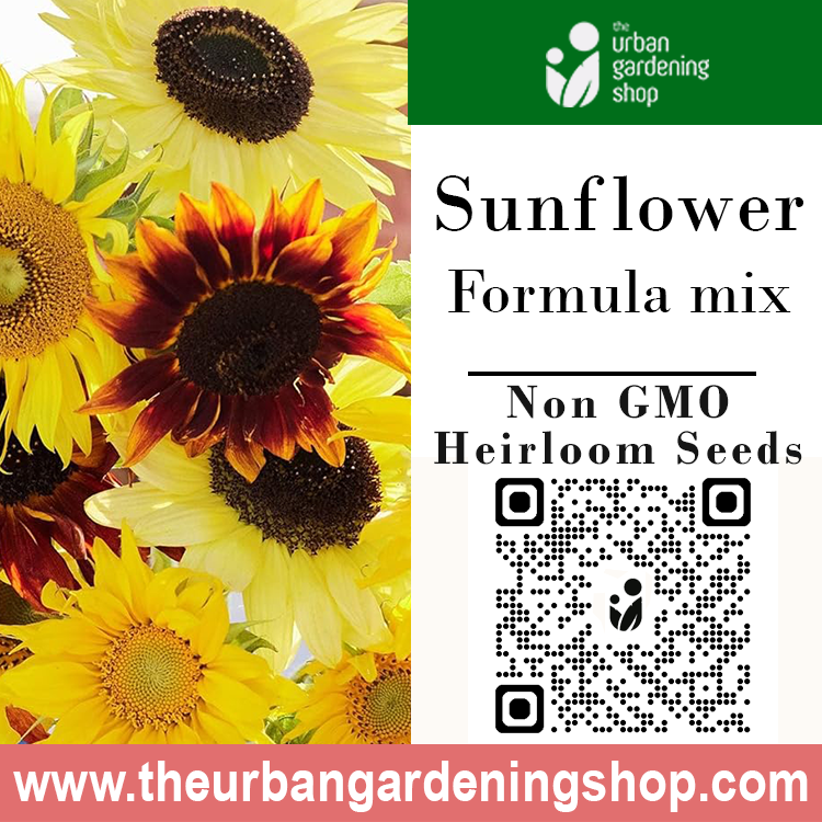 Premium Non-GMO Seeds - Sunflower Formula Mix