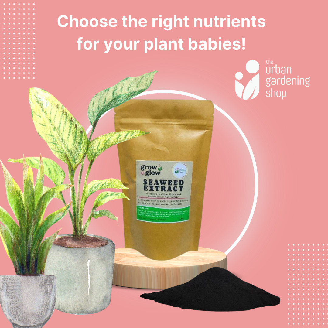 Seaweed Extract- All-Natural Revitalizer for Potting Mix and Garden Soils