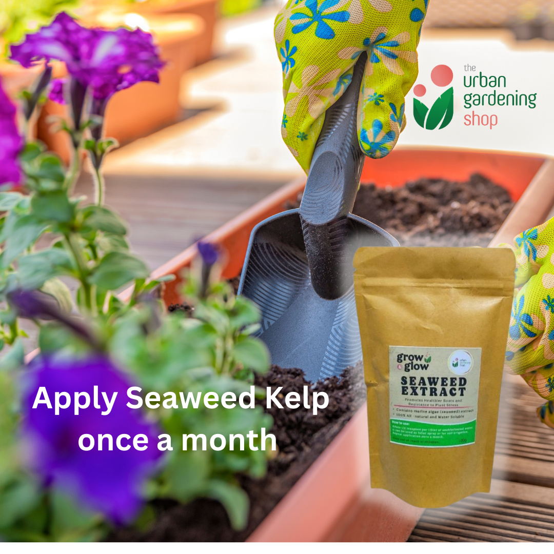 Seaweed Extract- All-Natural Revitalizer for Potting Mix and Garden Soils