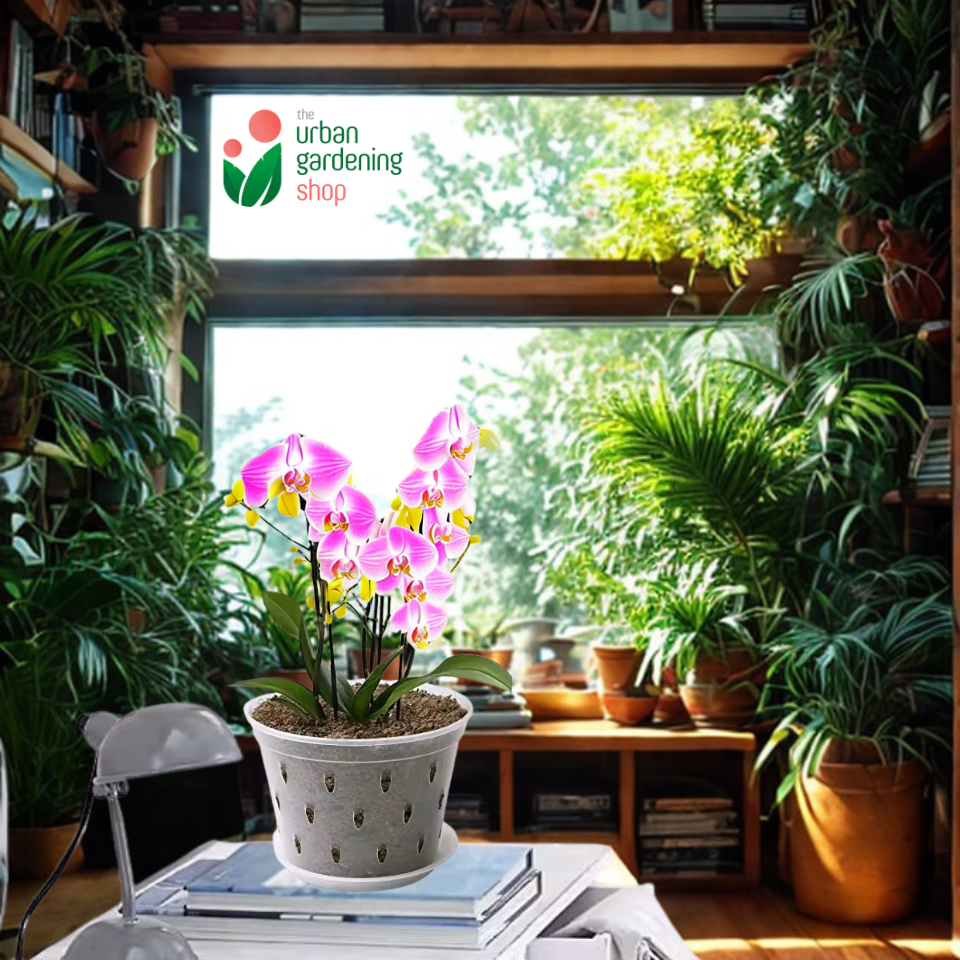 Breathable and Transparent Orchid Pot with Catch Plate