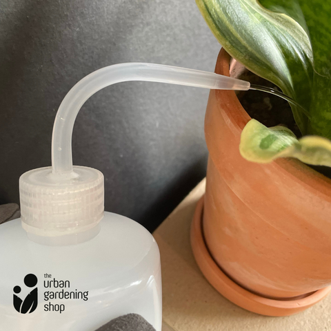 500ml Squeeze Bottle for Watering Seedlings and Small Potted Plants