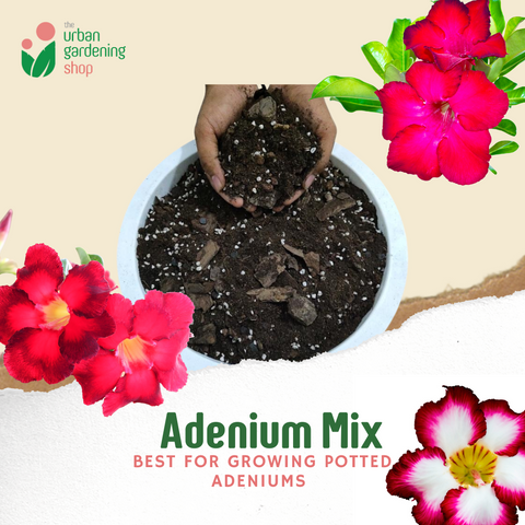 8-liter Adenium Potting Mix - All-Natural Soilless Mix for Potted Adeniums