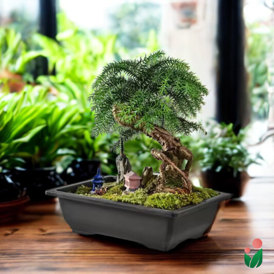 Rectangular Bonsai Pot with Catch Plate (Plastic)