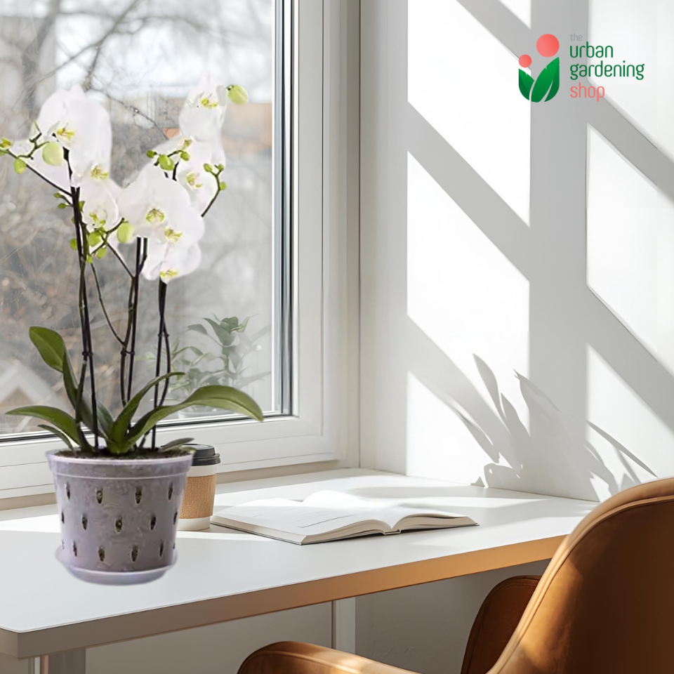 Breathable and Transparent Orchid Pot with Catch Plate