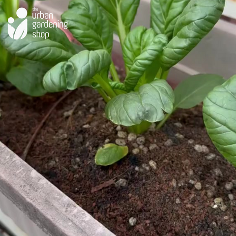 Blood Meal - An All Natural Soil Additive Derived from Livestock Blood which contains a rich source of natural macro and micronutrients beneficial for most garden plants