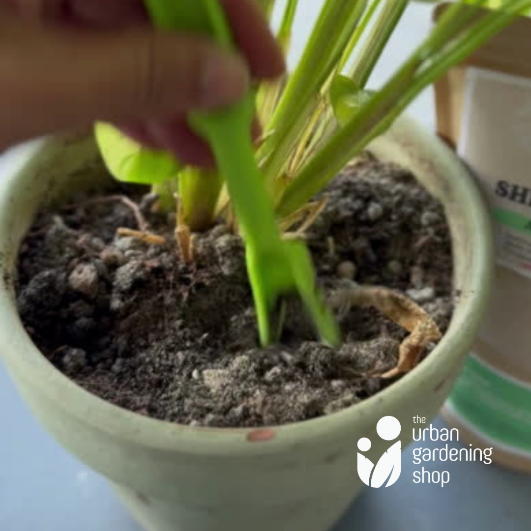 Shrimp Shell Meal - Derived from Ground Shrimp Shells (Contains Rich Organic Nutrients for Plants)