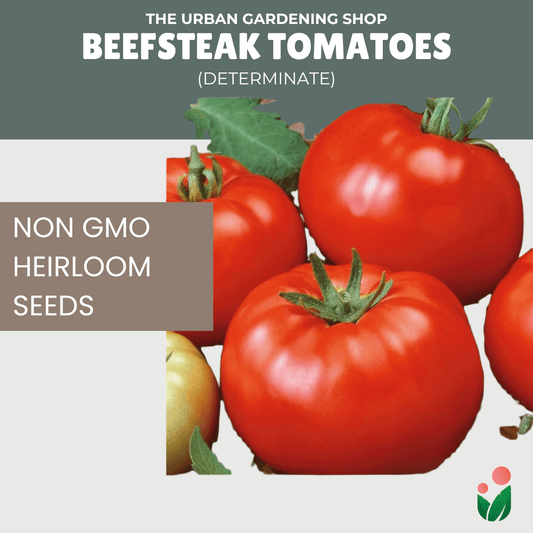 Premium Non-GMO Seeds - Beefsteak Tomatoes (Determinate)