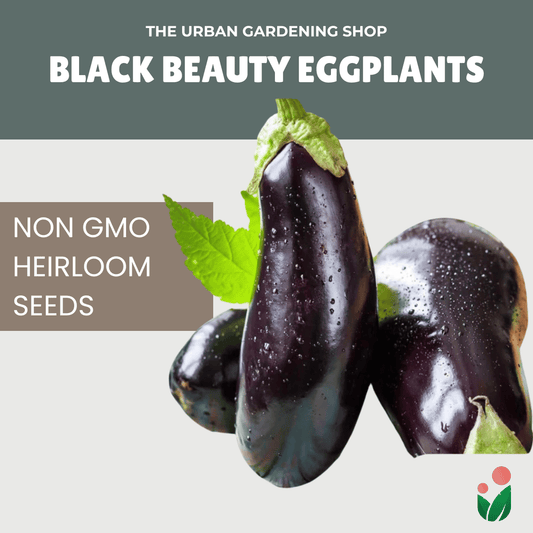 Premium Non-GMO Seeds - Black Beaty Eggplant