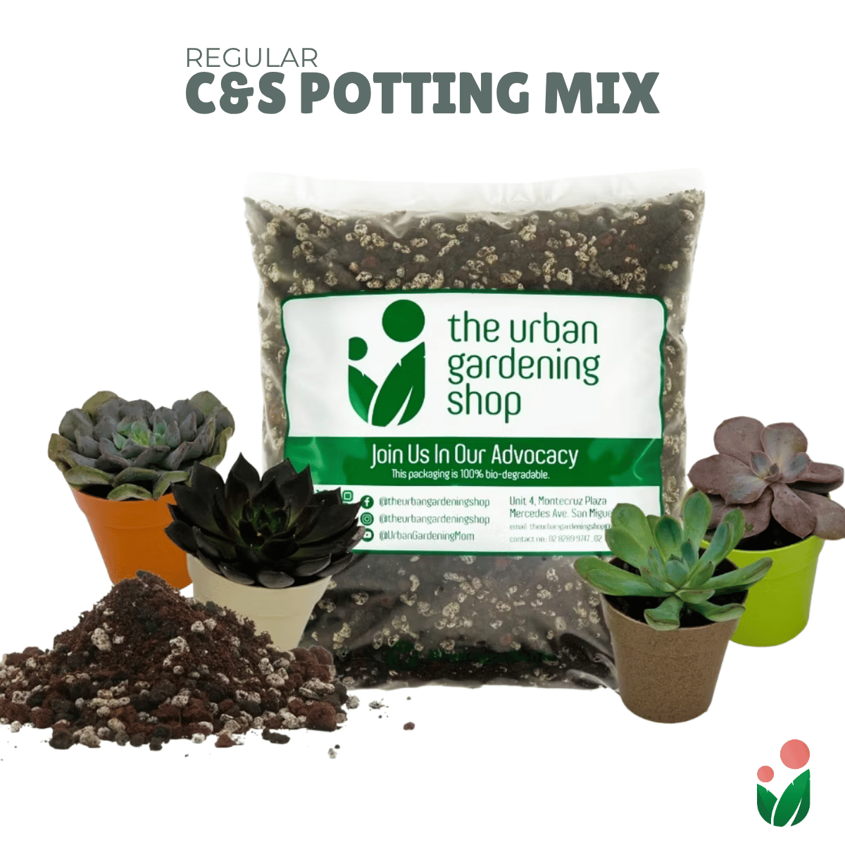 elephant succulents Elephant Bush Portulacaria Afra succulent Pot Live Plant – NNplant main image 1