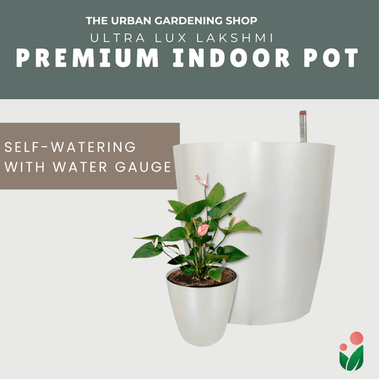 Lakshmi – Ultra Lux Premium
