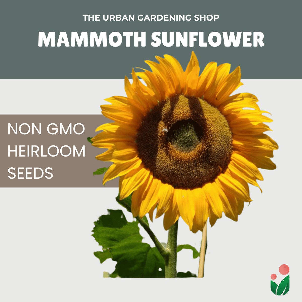 Premium Non-GMO Seeds - Mammoth Grey Sunflower