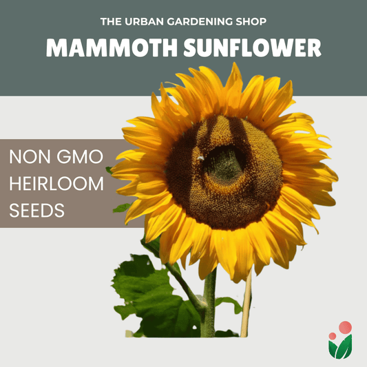 Premium Non-GMO Seeds - Mammoth Grey Sunflower
