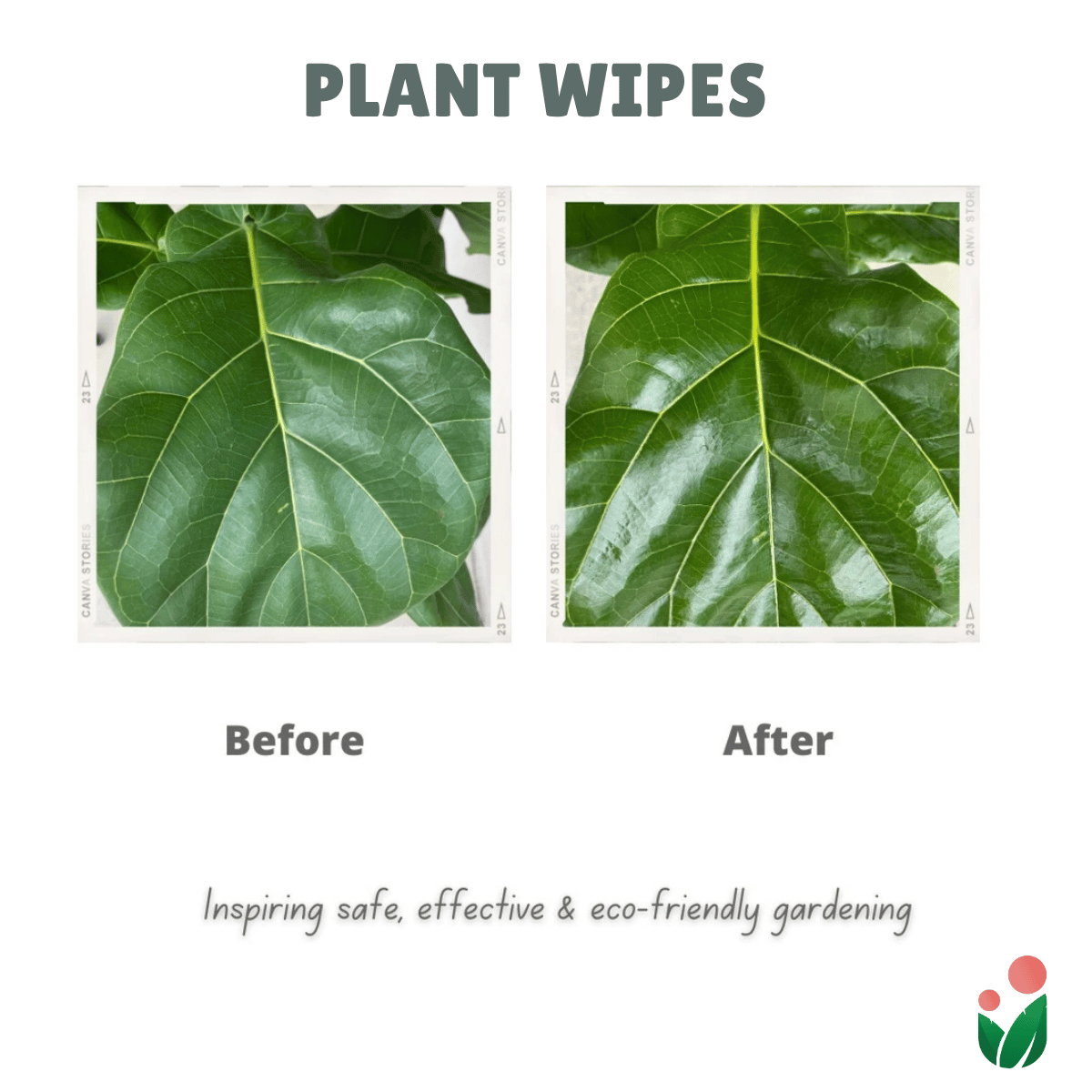 Bio-degradable Plant Wipes (40 sheets) - For Plant Cleaning and Leaf Shine