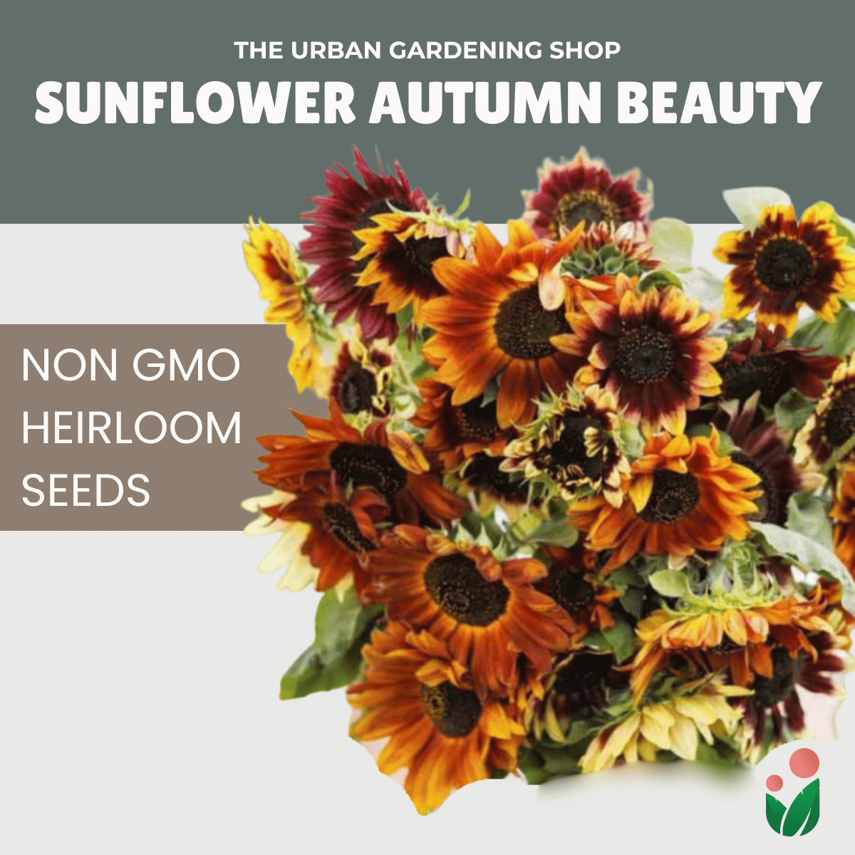 Premium Non-GMO Seeds - Sunflower - Autumn Beauty