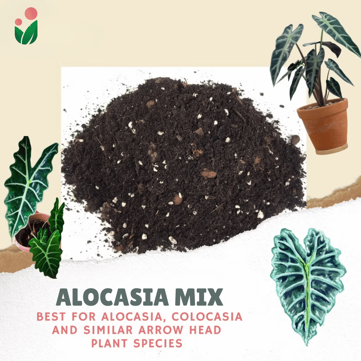 potting mix for alocasia 8-Liter Alocasia Mix