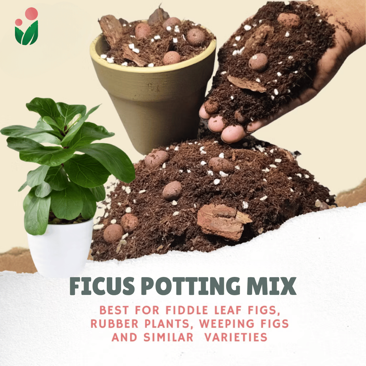 8-Liter Ficus Mix
