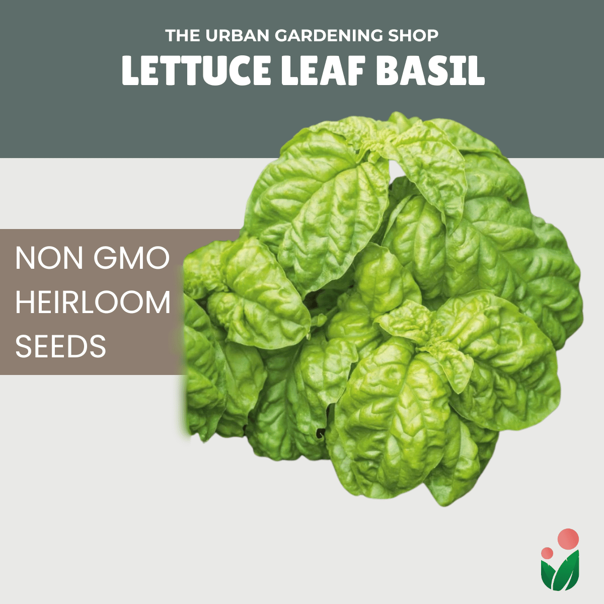 Premium Non-GMO Seeds - Lettuce Leaf Basil