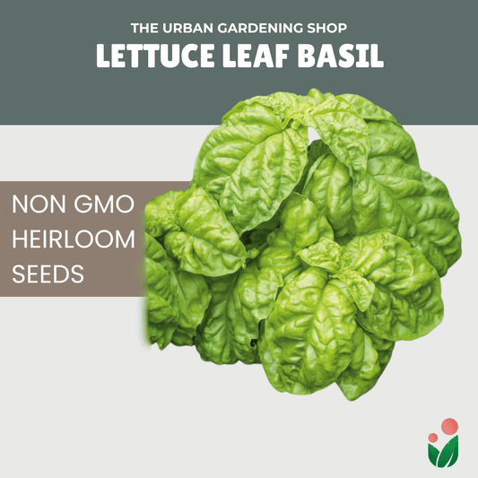 Premium Non-GMO Seeds - Lettuce Leaf Basil
