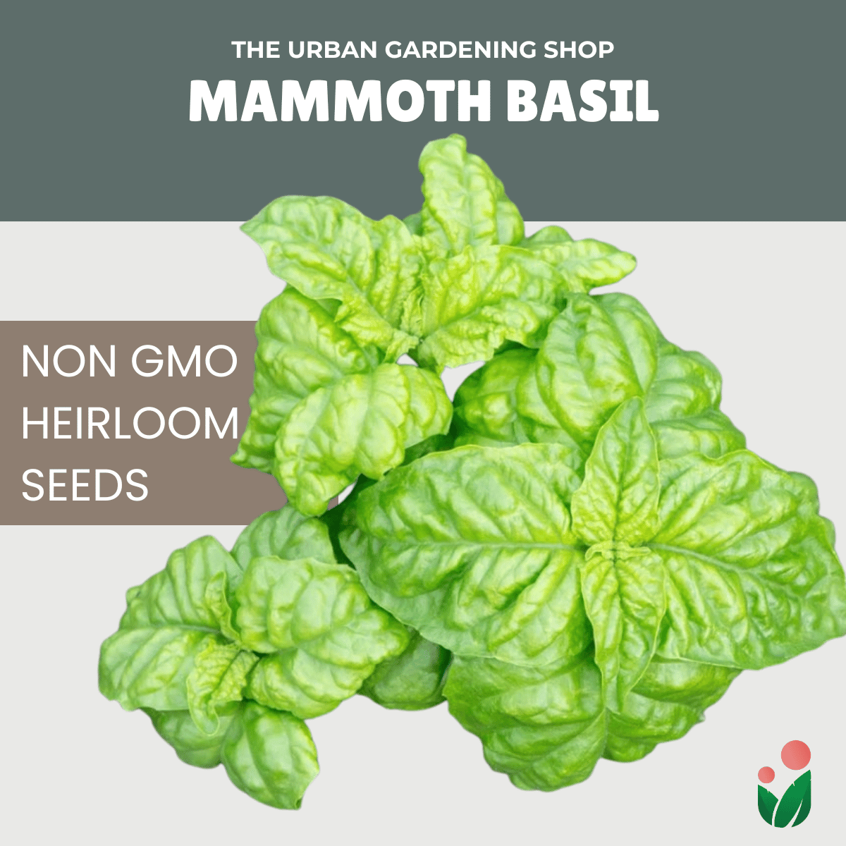 Premium Non-GMO Seeds - Mammoth Basil