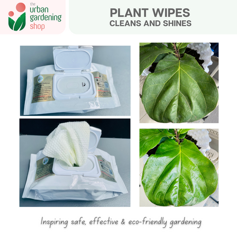 Bio-degradable Plant Wipes (40 sheets) - For Plant Cleaning and Leaf Shine