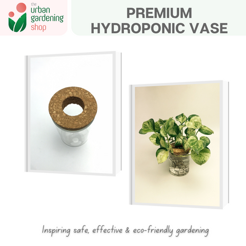 The Urban Gardening Shop | Transparent Hydroponic/ Aquaponic Vase |  Stylish Pot For Home Garden Use