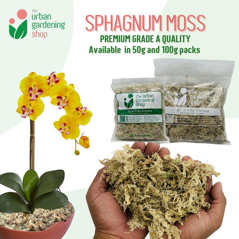 SPHAGNUM MOSS - High Quality Moss - Best for Orchids and Pet Bedding