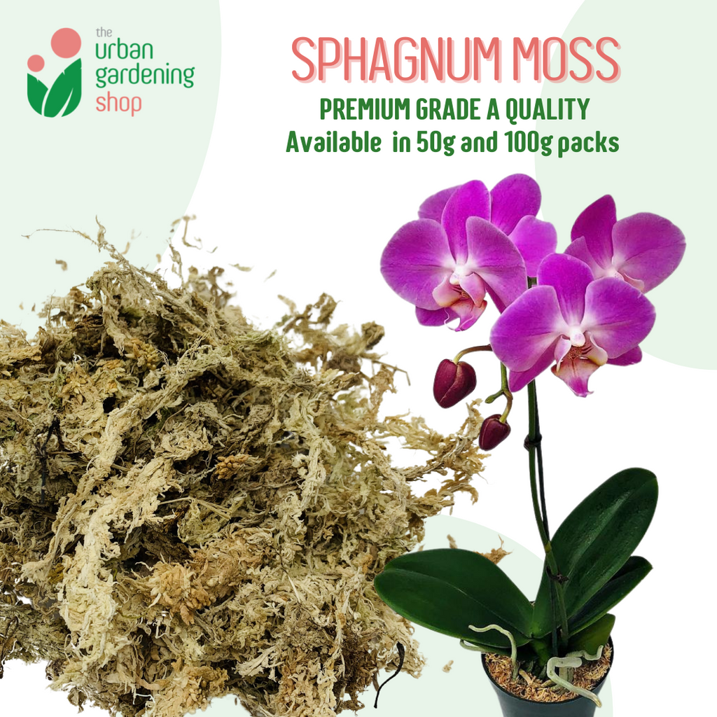 SPHAGNUM MOSS - High Quality Moss - Best for Orchids and Pet