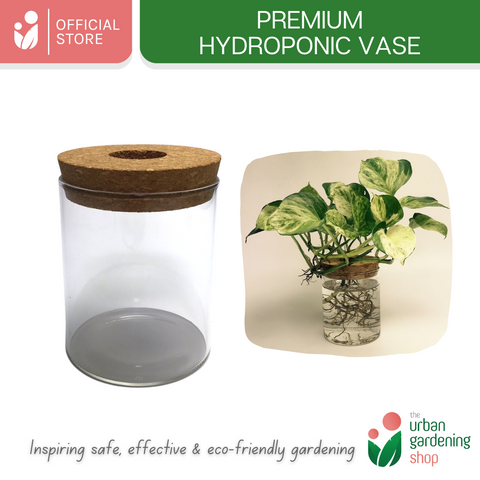 The Urban Gardening Shop | Transparent Hydroponic/ Aquaponic Vase |  Stylish Pot For Home Garden Use