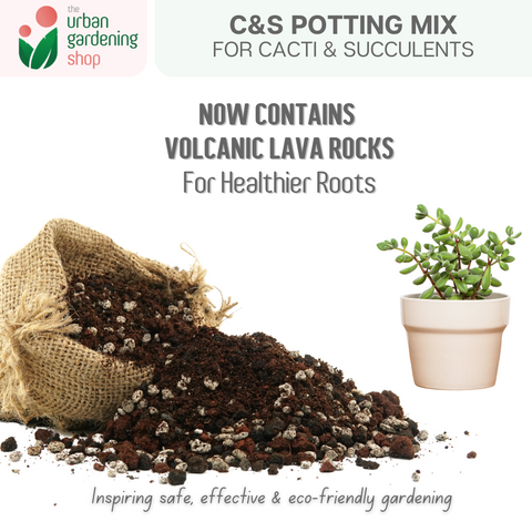 C&S SOIL-LESS POTTING MIX   Best Suited for Cactus and Succulents