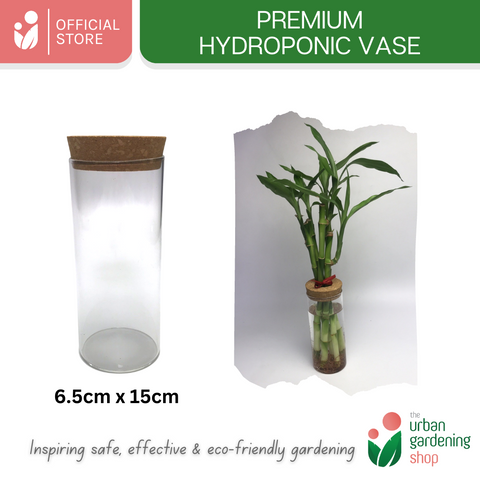 The Urban Gardening Shop | Transparent Hydroponic/ Aquaponic Vase |  Stylish Pot For Home Garden Use