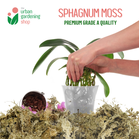 SPHAGNUM MOSS - High Quality Moss - Best for Orchids and Pet Bedding