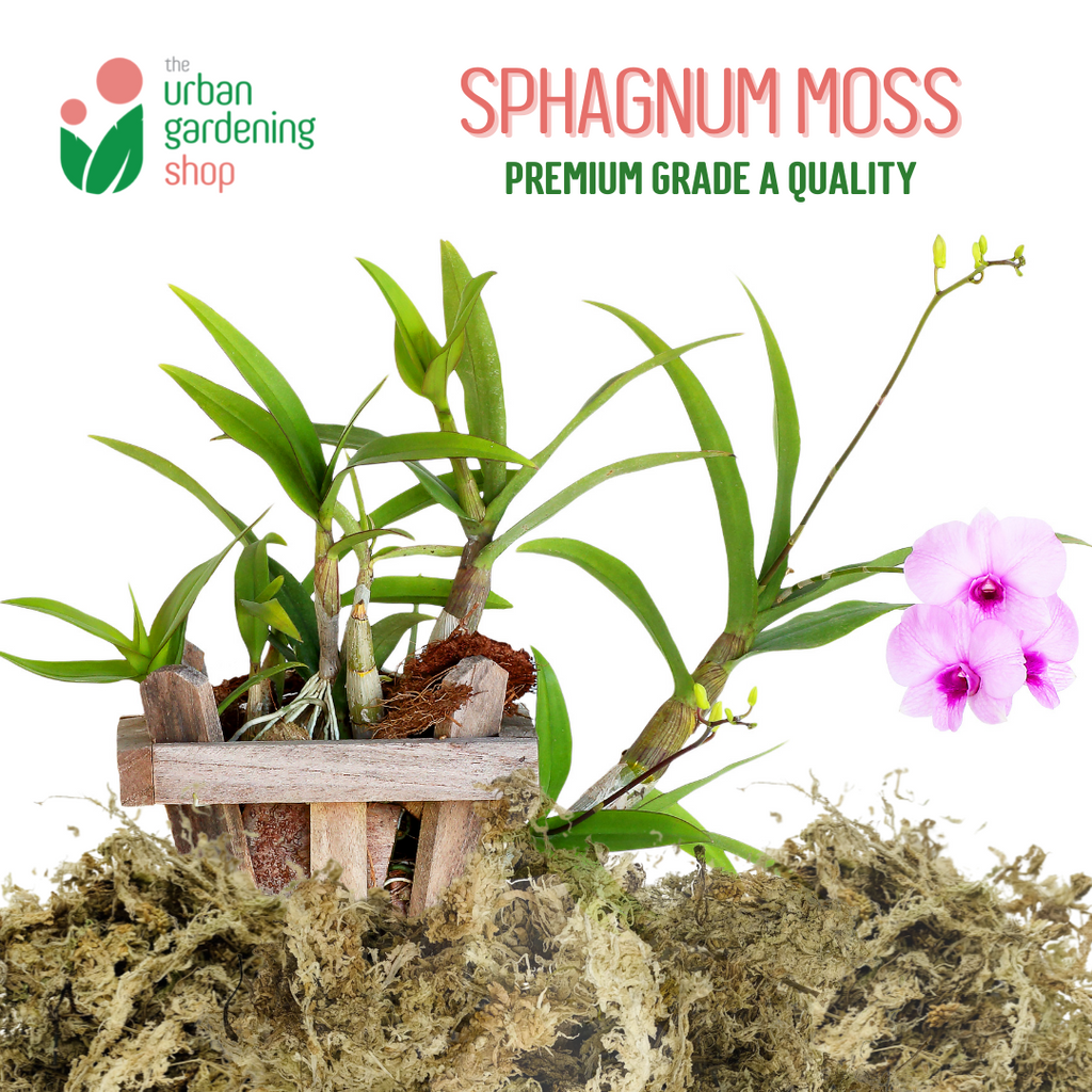 SPHAGNUM MOSS - High Quality Moss - Best for Orchids and Pet