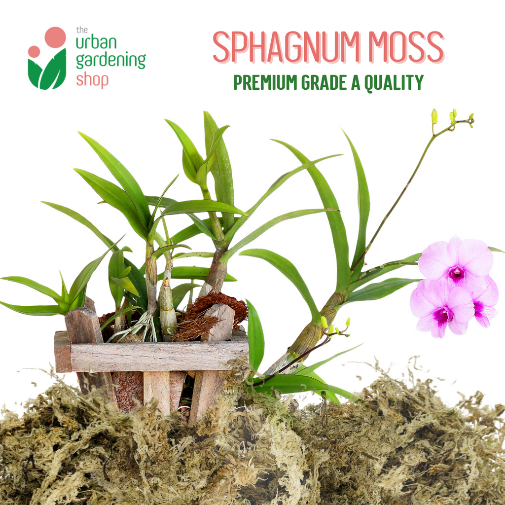 Shop Sphagnum Moss For Plants online