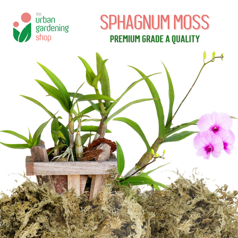 SPHAGNUM MOSS - High Quality Moss - Best for Orchids and Pet Bedding