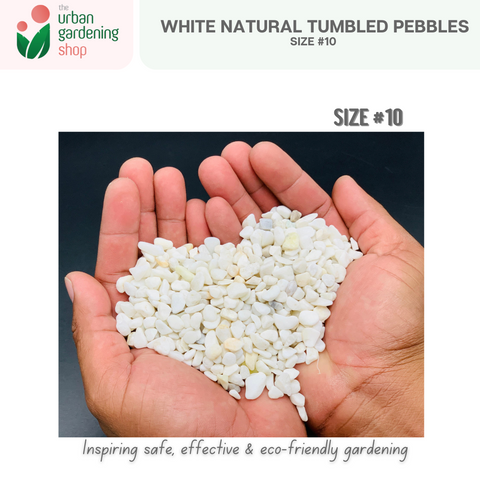 White Tumbled Natural Pebbles|  Ideal For Mulching, Decorative Topping and Landcapeing for Gardening and Aquarium  1kilo per pack