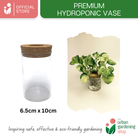 The Urban Gardening Shop | Transparent Hydroponic/ Aquaponic Vase |  Stylish Pot For Home Garden Use