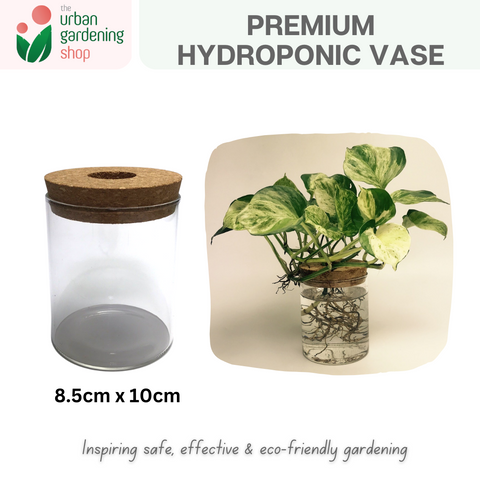 The Urban Gardening Shop | Transparent Hydroponic/ Aquaponic Vase |  Stylish Pot For Home Garden Use