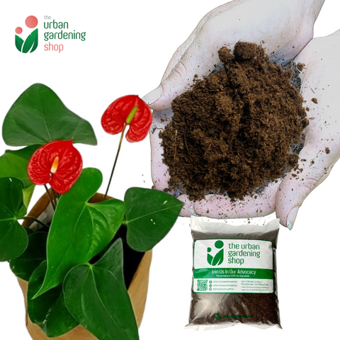 SPHAGNUM PEAT MOSS Premium Potting Soil Substitute