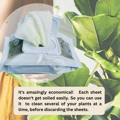 Bio-degradable Plant Wipes (40 sheets) - For Plant Cleaning and Leaf Shine