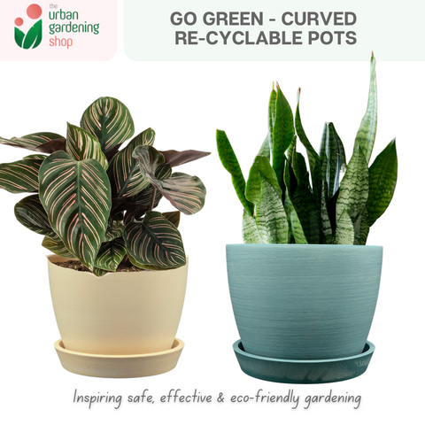 Go Green Eco-Friendly Garden Pots For Indoor Plants | CURVED DESIGN